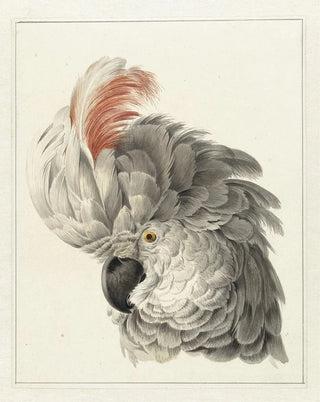 Aert Schouman - Kop van een kaketoe.webp