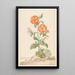 Reproduktion af maleriet Lychnis blomster i en orange farvet coucou i et landskab - Aert Schouman