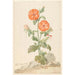 Reproduktion af maleriet Lychnis blomster i en orange farvet coucou i et landskab - Aert Schouman