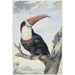 Toucan med rød næb - Aert Schouman — visning af kunstværket