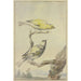 Deux canaris - Aert Schouman — visning af kunstværket