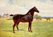 Double champion étalon poney Berkeley Model - Efter Penry Powell Palfrey — visning af kunstværket