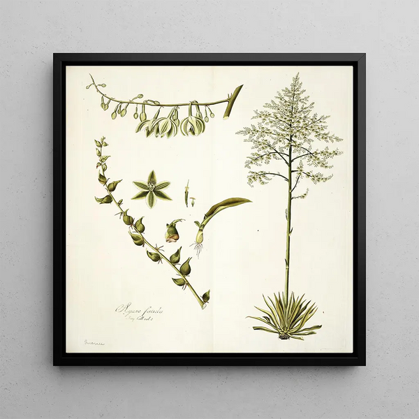 Agave foetida - Nikolaus Joseph Freiherr von Jacquin