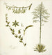 Agave foetida - Nikolaus Joseph Freiherr von Jacquin — visning af kunstværket