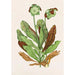 Plante à Pichet - Agnes Fitzgibbon — visning af kunstværket