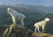 Chèvres de montagne - Albert Bierstadt — visning af kunstværket