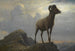 Studie af en muflon - Albert Bierstadt — visning af kunstværket