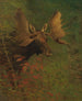 Studie af en eland - Albert Bierstadt — visning af kunstværket