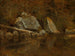 de hvide bjerge, Echo Lake - Albert Bierstadt — visning af kunstværket