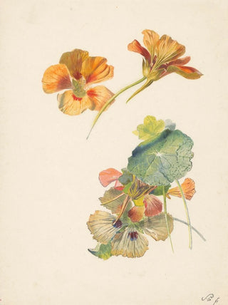 Albertus Steenbergen - Studieblad met OostIndische kers.webp