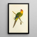 Reproduktion af maleriet Perruche de Caroline eller Conure - Alexander Francis Lydon