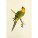 Reproduktion af maleriet Perruche de Caroline eller Conure - Alexander Francis Lydon