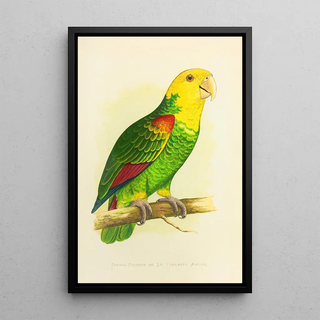 Alexander Francis Lydon - DoubleFronted or Le Vaillants Amazon.webp