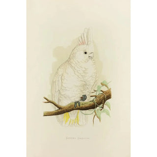 Alexander Francis Lydon - Goffins Cockatoo.webp