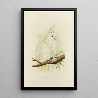 Alexander Francis Lydon - Goffins Cockatoo.webp