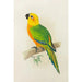 Jendaya Conure-maleri - Alexander Francis Lydon — visning af kunstværket