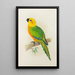 Jendaya Conure-maleri - Alexander Francis Lydon — indrammet kunstværk på væggen