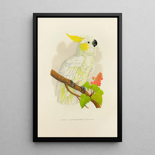 Alexander Francis Lydon - Lesser LemonCrested Cockatoo.webp