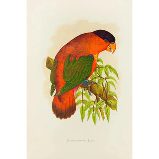 Alexander Francis Lydon - PurpleCapped Lory.webp
