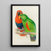 Éclectus med røde sider eller New Guinea-eclectus - Alexander Francis Lydon — indrammet kunstværk på væggen