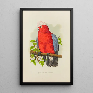 Alexander Francis Lydon - RoseBreasted Cockatoo.webp