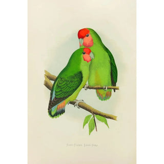 Alexander Francis Lydon - RosyFaced LoveBird.webp
