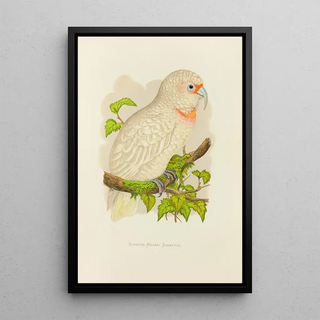 Alexander Francis Lydon - SlenderBilled Cockatoo.webp