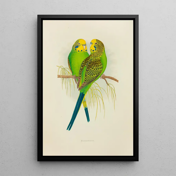 Alexander Francis Lydon - Undulated Grass Parrakeet or Budgerigar.webp
