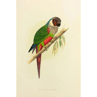 Alexander Francis Lydon - WhiteEared Conure.webp