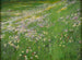 Prairie de fleurs près de Weling - Alexander Koester — visning af kunstværket