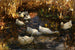 Canards au Bord de l'Étang - Alexander Koester — visning af kunstværket