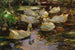 Canards dans l'eau sans soleil - Alexander Koester — visning af kunstværket