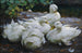 Cinq canards blancs au repos - Alexander Koester — visning af kunstværket
