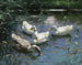 Quatre canards dans l'étang - Alexander Koester — visning af kunstværket