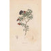 Reproduktion af maleriet Botanisk Maleri Pl05 - Alexander von Humboldt