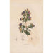 Reproduktion af maleriet Botanisk Maleri Pl09 - Alexander von Humboldt