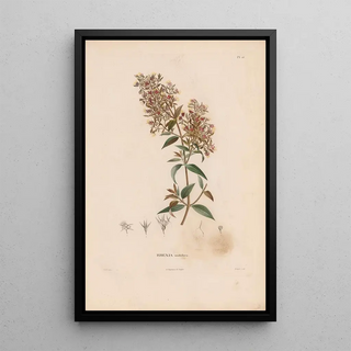 Alexander von Humboldt - Botanique Pl15.webp