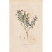 Botanisk Maleri Pl17 - Alexander von Humboldt — visning af kunstværket