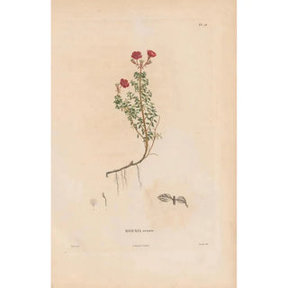 Alexander von Humboldt - Botanique Pl20.webp