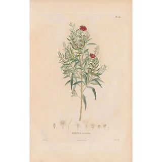 Alexander von Humboldt - Botanique Pl22.webp