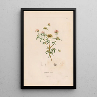 Alexander von Humboldt - Botanique Pl26.webp