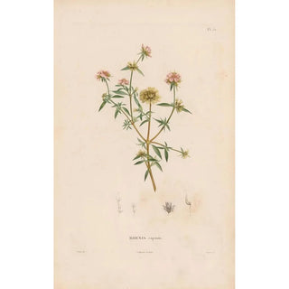 Alexander von Humboldt - Botanique Pl26.webp