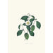 Illustrationer og beskrivelser af planterne, der udgør den naturlige orden af Camellieae Pl05 - Alfred Chandler — visning af kunstværket