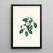 Illustrationer og beskrivelser af planterne, der udgør den naturlige orden af Camellieae Pl05 - Alfred Chandler — indrammet kunstværk på væggen