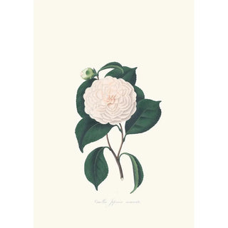 Alfred Chandler - Illustrations and descriptions of the plants which compose the natural order Camellieae Pl07.webp