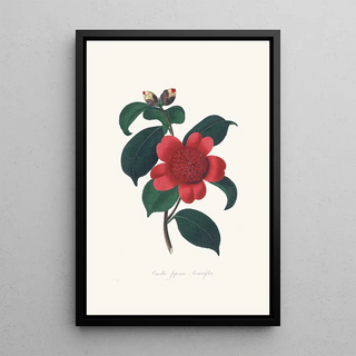 Alfred Chandler - Illustrations and descriptions of the plants which compose the natural order Camellieae Pl08.webp