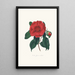 Illustrationer og beskrivelser af planterne, der udgør den naturlige orden af Camellieae Pl10 - Alfred Chandler