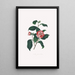 Illustrationer og beskrivelser af planterne, der udgør den naturlige orden af Camellieae Pl13 - Alfred Chandler