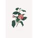 Illustrationer og beskrivelser af planterne, der udgør den naturlige orden af Camellieae Pl13 - Alfred Chandler