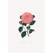 Illustrationer og beskrivelser af planterne, der udgør den naturlige orden af Camellieae Pl14 - Alfred Chandler